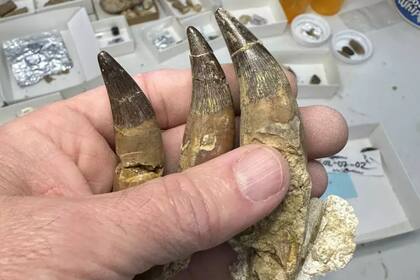 El personal del Museo Perot trabaja en el laboratorio de paleontología con los fines de limpiar y preservar los huesos