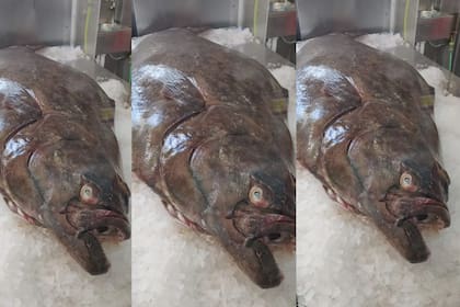 El pescado fue puesto a la venta en el mercado central de frutos del mar la semana pasada, donde un comerciante de Edimburgo lo compró y destinó a sus locales de la ciudad