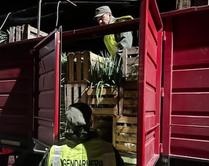 El pescado fue trasladado a una cámara frigorífica tras el operativo