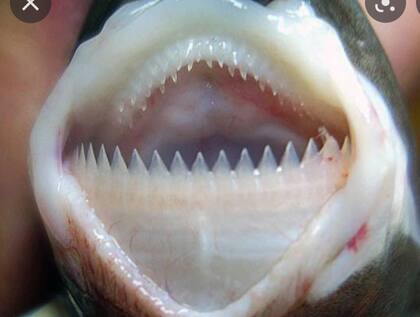 El pescador dijo que así lucía un tiburón cortador de galletas