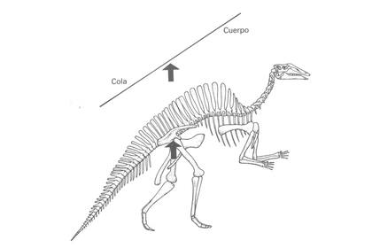 El peso de la potente cola y la parte superior del cuerpo estarían equilibrados sobre el fulcro de las caderas como un sencillo balancín
