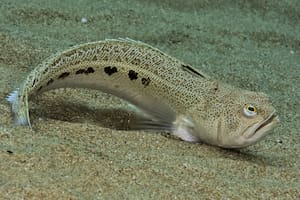 El pez araña es común en aguas frías del mar Mediterráneo, mar Cantábrico y al este del océano Atlántico