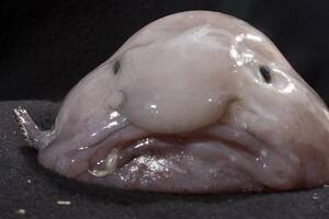 El pez borrón se convirtió por su aspecto en una referencia de internet, pero es un animal del que se desconocen muchas cosas