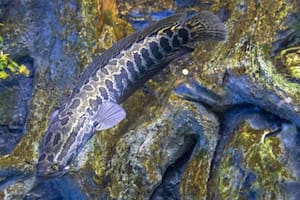 Alarma por la aparición de un temible pez en las aguas de Missouri: “Son bestias”