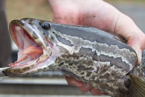 El pez cabeza de serpiente podría acabar con la fauna acuática de los Estados Unidos