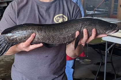 El pez cabeza de serpiente supone un riesgo para otra fauna