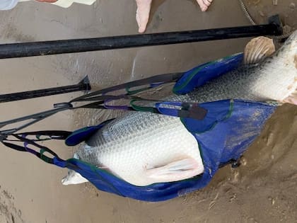 El pez caimán que capturó Weston