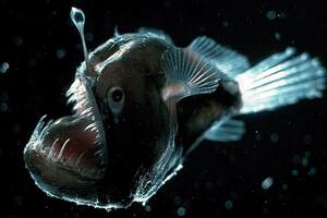 El pez diablo negro fue encontrado en aguas cercanas a Playa San Juan, en Guía de Isora