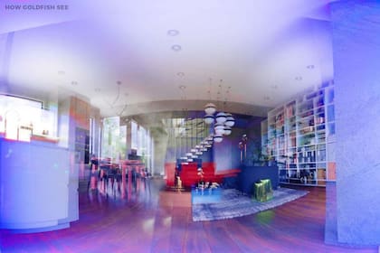 El pez dorado puede ver más colores que el ser humano