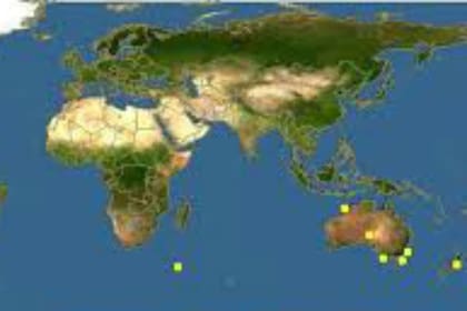 El pez es oriundo de las aguas del Pacífico y parte del Indico