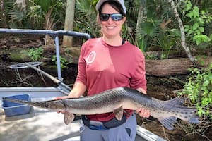 Este enorme pez “torcido” atrapado en las costas de Florida sorprende a los biólogos
