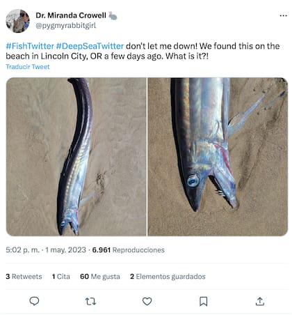 El pez lanceta aparece regularmente en la costa de Oregon, en EE.UU.