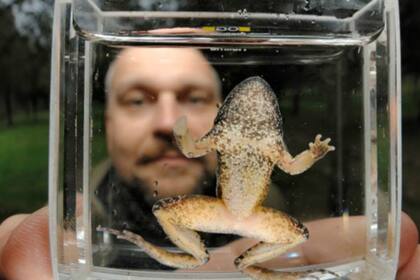 El hongo quitridio ataca la piel de los anfibios e impide el correcto balance de agua, sales y minerales, generando un fallo cardíaco en los animales