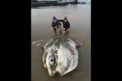 El pez luna encontrado medía casi dos metros