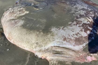 El pez luna puede llegar a medir 2,7 metros