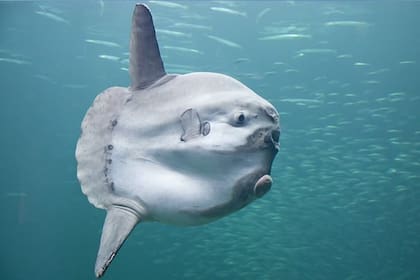 El pez luna suele ser confundido con un tiburón, por su aleta