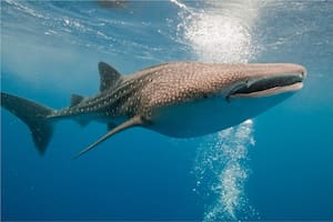 El pez más grande del mundo habita en las costas de Perú