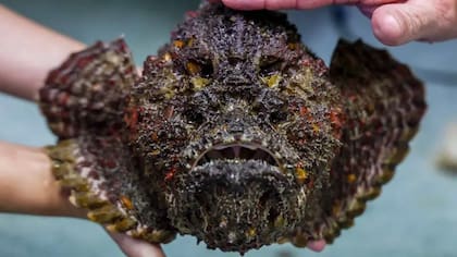 El pez piedra suele permanecer camuflado entre rocas y grietas, lo que facilita que los bañistas desprevenidos lo pisen