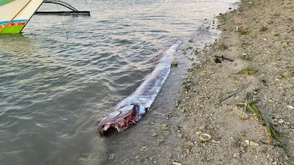 El pez remo encontrado a pocos kilómetros de Taiwán antes del sismo