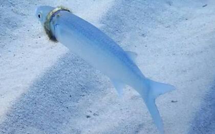 El pez tiene el diámetro de un dedo humano