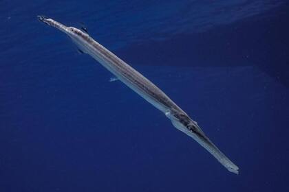 El pez trompeta, uno de los singulares ejemplares fotografiados por Nicolás Marin, que aprovecha su profesión de fotógrafo para dar información sobre las especies marinas y la manera de tomar conciencia de cómo protegerlas