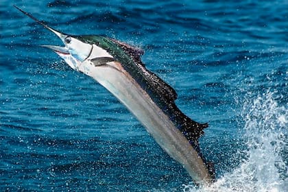 El pez vela supo que sería pescado, por lo que decidió activar su modo de defensa