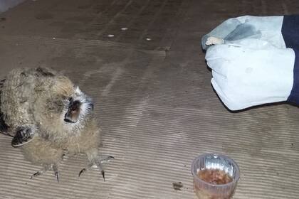 El pichón en su primera visita al veterinario