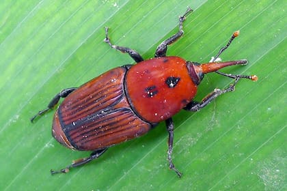 El picudo rojo es atraído por el olor de las palmeras débiles o enfermas