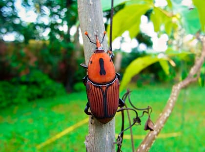El picudo rojo es un escarabajo adulto de color rojizo y con manchas negras que mide hasta 5 cm. Tiene un rostro alargado en forma de pico y se desarrolla en el interior de las palmeras, en donde es posible encontrar sus cuatros estados (huevo, larva, pupa y adulto)