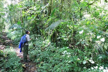 El PILA (Parque International La Amistad) es la mayor reserva natural de Mesoamérica, compartida entre Panamá y Costa Rica