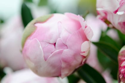 El pimpollo de peonía suele tener el tamaño de un pelotita de golf, pero al desplegarse, la flor puede alcanzar los 15 cm de diámetro