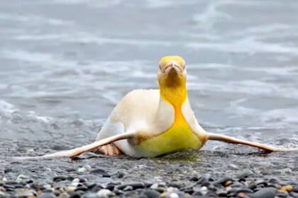 El pingüino amarillo en la playa de Salisbury Plain de las Georgias del Sur