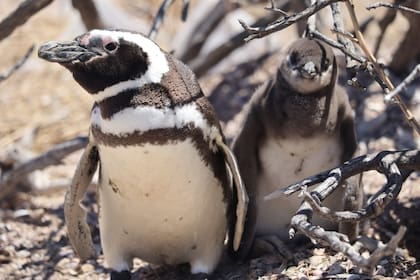 El pingüino de Magallanes es una de las especies emblemáticas de la costa atlántica argentina