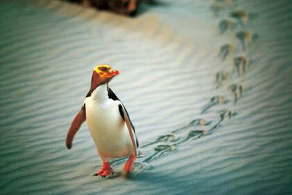 El pingüino de ojo amarillo es una especie nativa de Nueva Zelanda