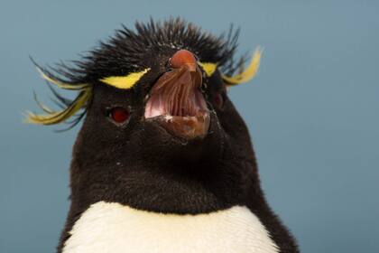 El pingüino de penacho amarillo