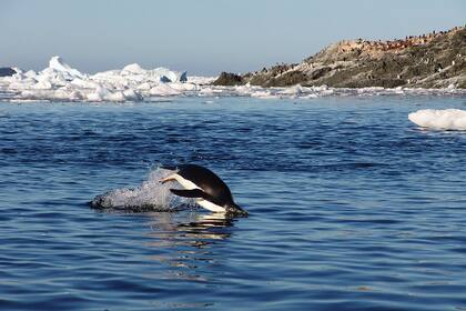 El pingüino es una de las especies más importantes que habita en la Antártida