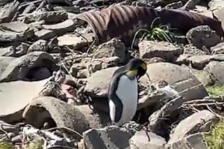 Un pingüino rey desafió las corrientes y llegó a un lugar donde jamás debía estar