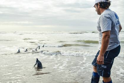 El pingüino magallánico es un ave que nidifica y reproduce en la Patagonia argentina y chilena entre los meses de septiembre y marzo