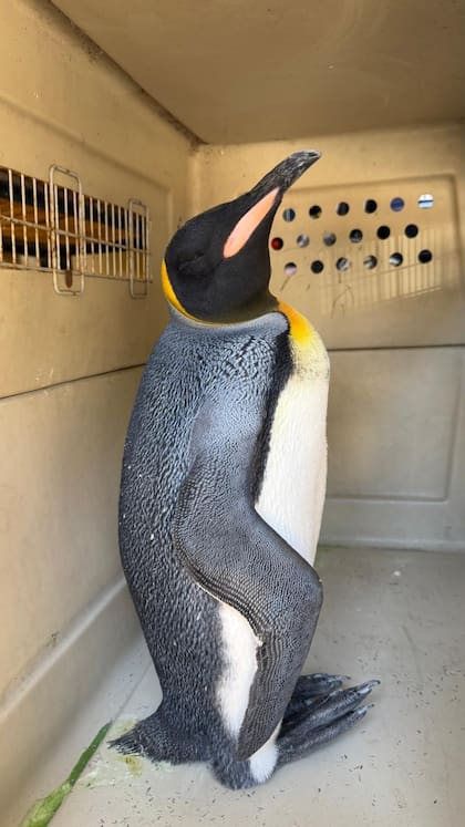 El pingüino Rey fue hallado en las costas del Río de La Plata, a la altura de Vicente López
