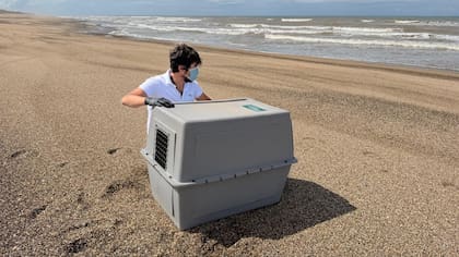 El pingüino rey fue liberado en las costas de Mar del Sur