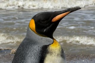 Liberaron al pingüino rey que apareció debilitado en la costa de Vicente López