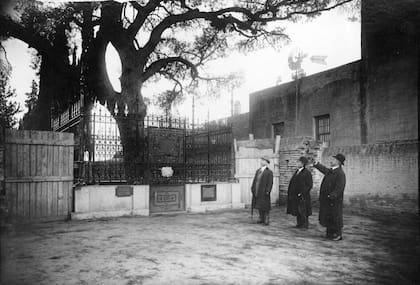 El pino de San Lorenzo, décadas atrás, cuando conservaba su espléndido porte.