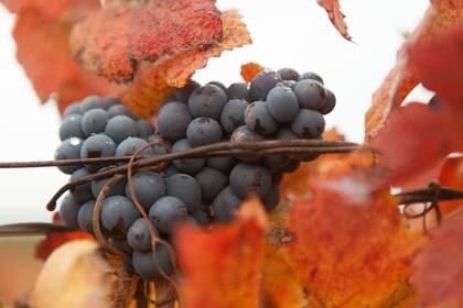 El Pinot Noir se caracteriza por racimos compactos, con granos de piel fina