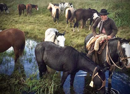 El pintor también es un apasionado de los caballos. En el campo que alquila tiene una manada de criollos y de mestizos