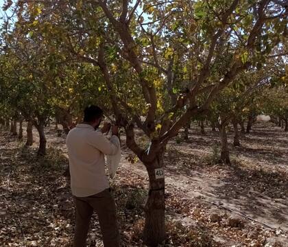 El pistacho necesita condiciones ambientales muy específicas, no solo en la Argentina sino en todo el mundo. Son pocos los lugares donde el cultivo pue se puede producir y florecer
