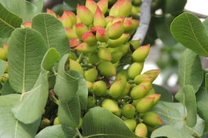 El fruto seco, rico en antioxidantes, que reduce el colesterol malo y el riesgo de enfermedades crónicas