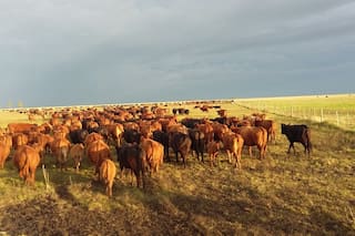 En Buenos Aires lanzaron un plan ganadero para tener 870.000 terneros más por año