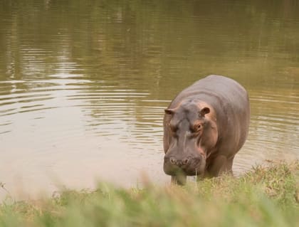 El plan contempla la eutanasia para 80 hipopótamos como estrategia de control ambiental