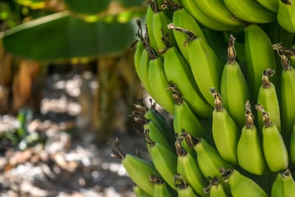 El plátano es rico en almidón y se consume de diversos modos (Foto Pexels)