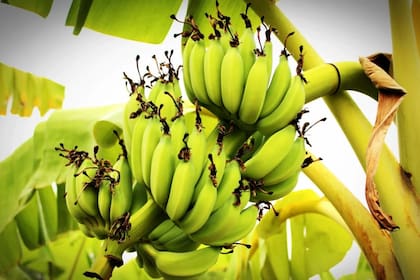 El plátano también es rico en fibra y bajo en azúcares (Foto Pexels)